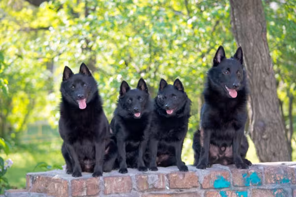 Vários cachorros Schipperke juntos