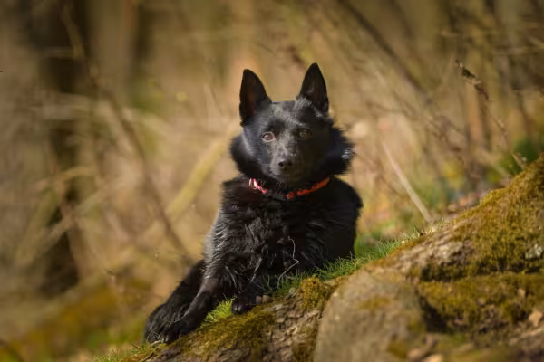 Schipperke deitado na terra