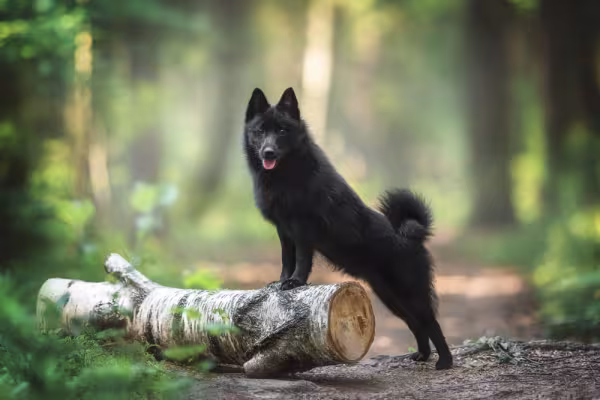 Schipperke com patas em cima de tronco