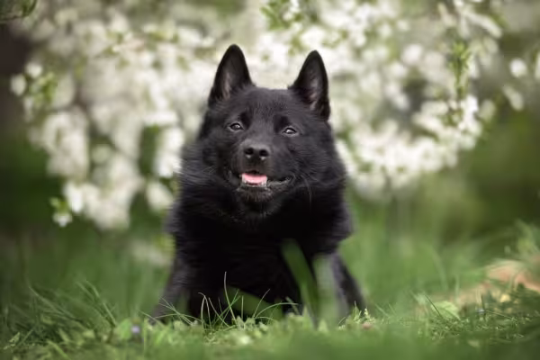Schipperke com fundo florido branco