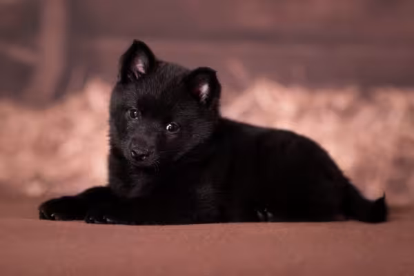 Cachorro Schipperke filhote deitado
