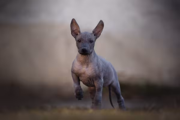 Cachorro Xoloitzcuintle filhote andando para frente