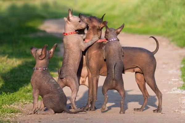 Filhotes de Xoloitzcuintle em cima da mãe