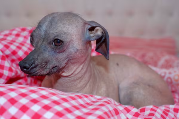 Xoloitzcuintle filhote em cima de toalha vermelha xadrez