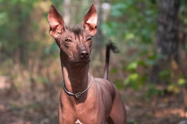 Xoloitzcuintle olhando com luz do sol refletindo nele