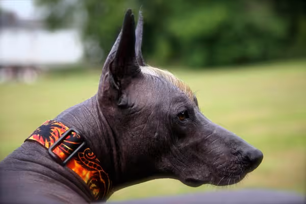 Xoloitzcuintle preto olhando para o lado direito
