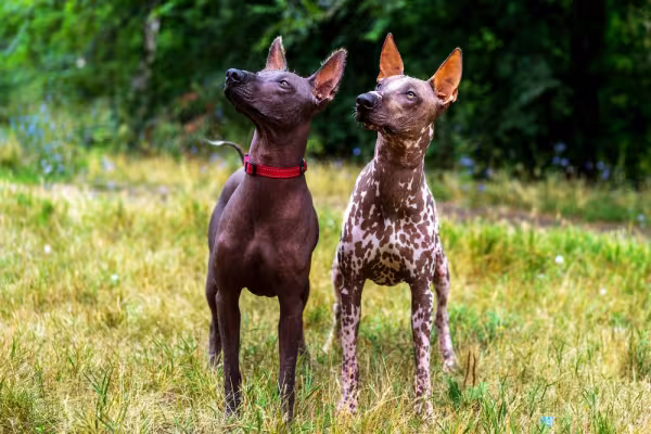 Dois Xoloitzcuintle de cores diferentes lado a lado