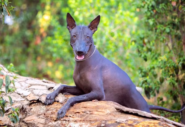 Xoloitzcuintle em cima de tronco