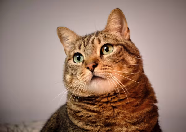 rosto de gato comum europeu