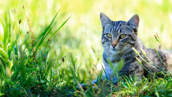 gato comum europeu deitado ao ar livre