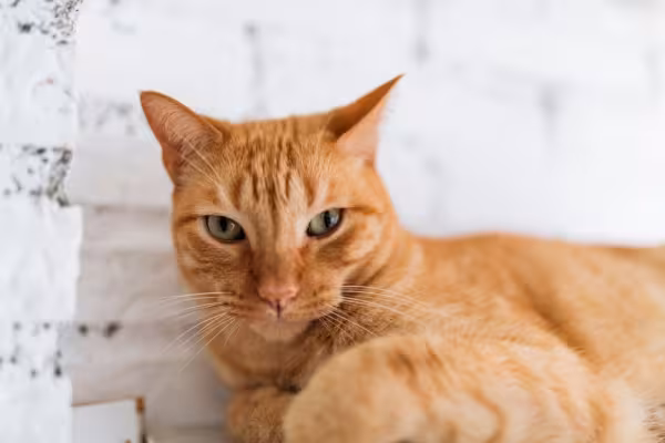 Gato laranja deitado no chão