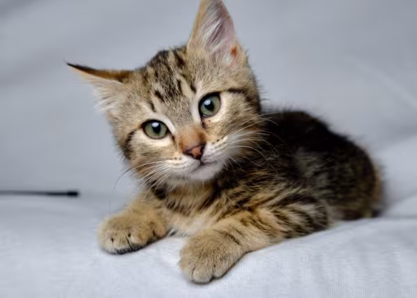 filhote de gato comum europeu