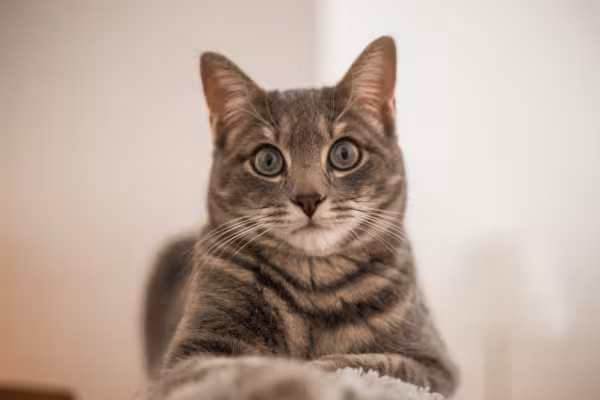 gato comum europeu olhando para a foto deitado