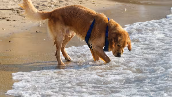 Golden Retriever na praia, com as patas na água