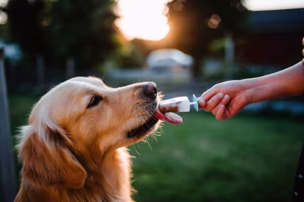 Golden comendo um picolé