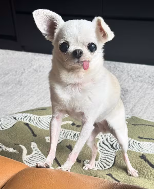 Chihuhua branco com a língua de fora