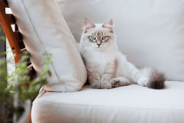 gato Neva Masquerade sentado no sofá