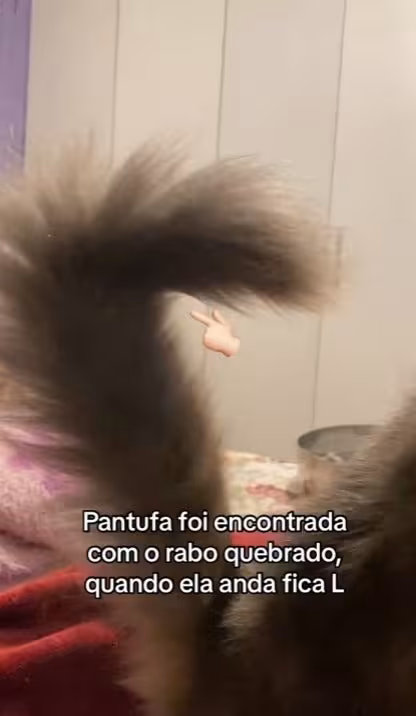 Rabo de gato peludo curvado, em formato de L