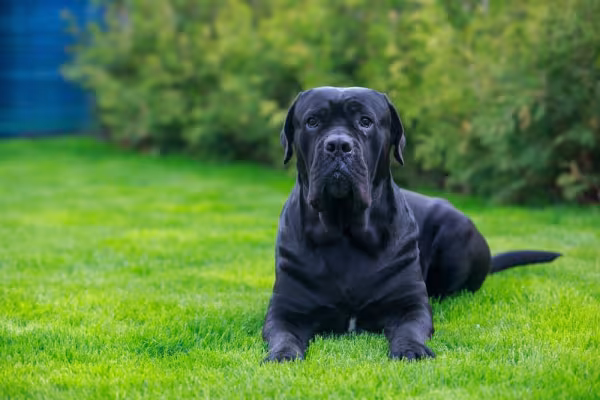 Cane Corso deitado na grama