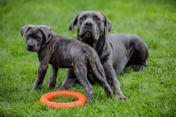 Cane Corso filhote e adulto