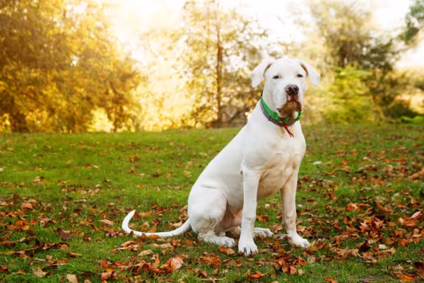 Dogo Argentino  sentado na grama