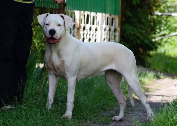 Dogo Argentino  em pé em frente de casa