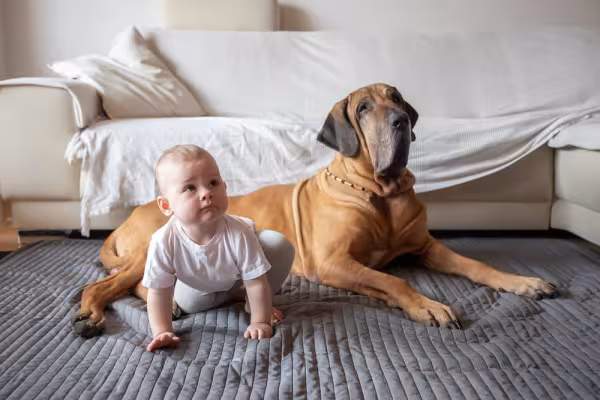 Fila Brasileiro perto de neném