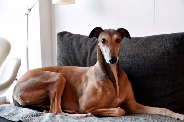 Galgo Inglês deitado na cama