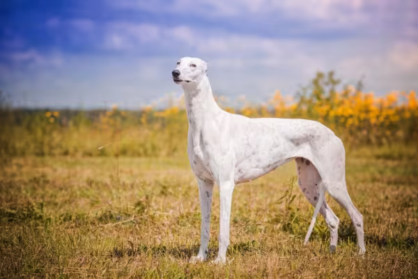 Galgo Inglês branco no parque