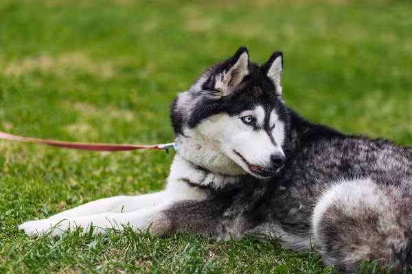 Husky Siberiano deitado na grama
