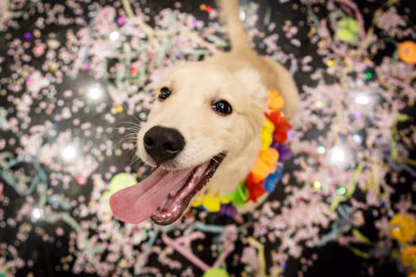Golden usando fantasia de carnaval para pet