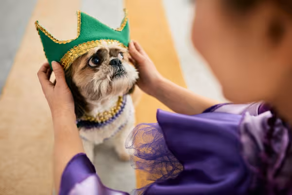 cachorro usando fantasia de carnaval pet
