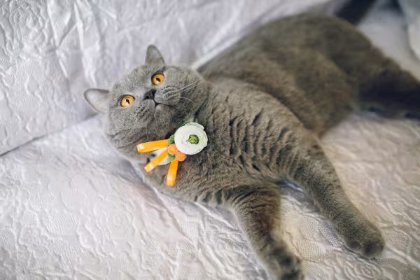 fantasia para gato de noivo