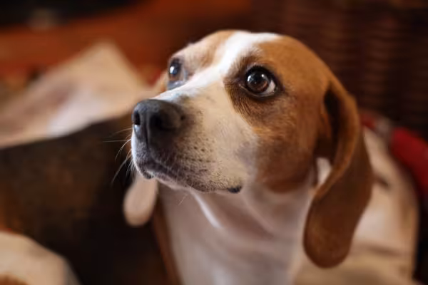 Rosto de Beagle 