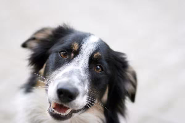 Rosto de cão Border Collie