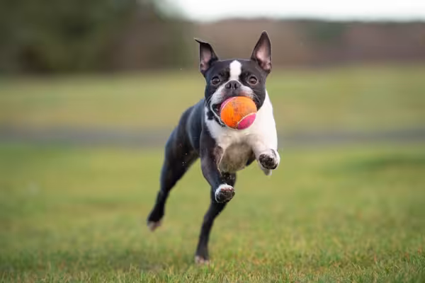 Boston Terrier com bolinha na boca