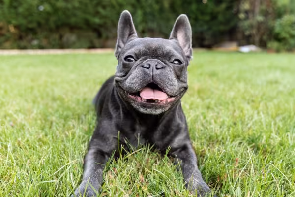 Bulldog Francês preto deitado na grama