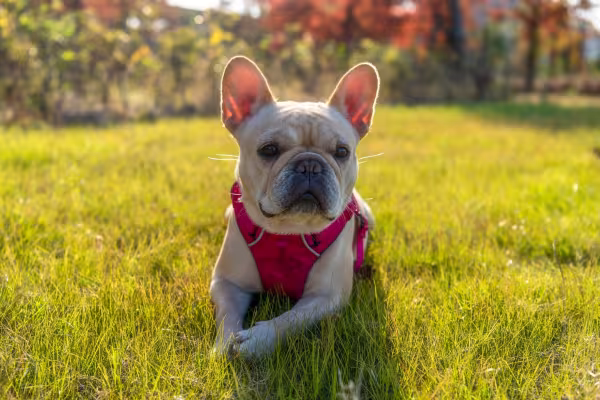 Bulldog Francês de coleira deitado na grama