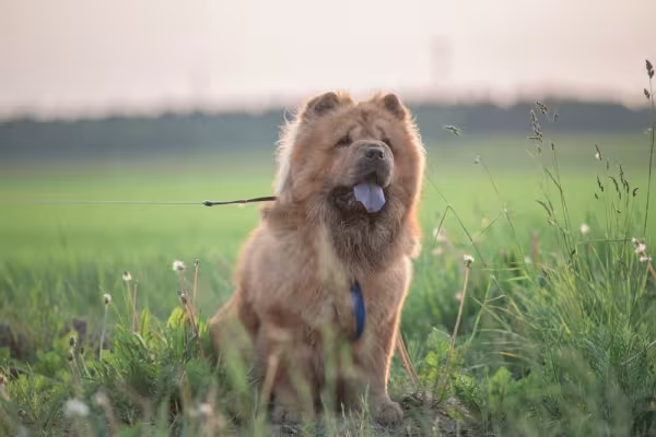 Chow Chow ao ar livre com graveto na boca