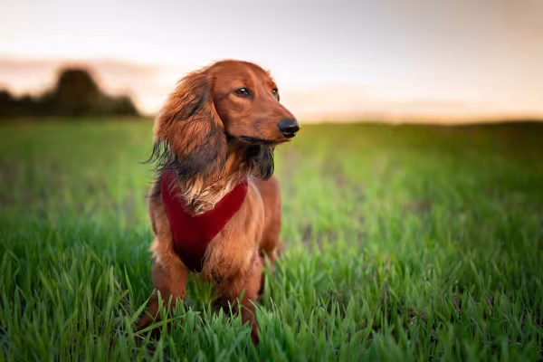 Dachshund peludo de coleira
