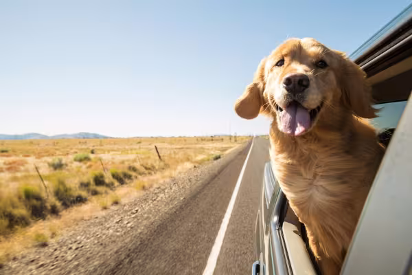 Golden Retriever dentro do carro com a cabeça para o lado de fora da janela 