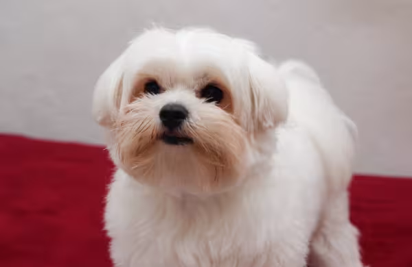 Cachorro maltês olhando para a câmera