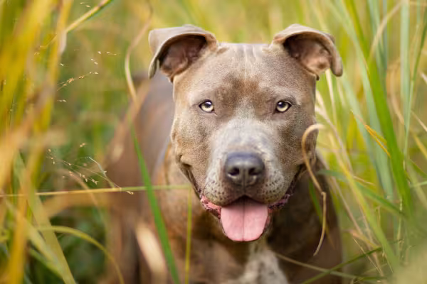 Rosto de Pitbull em meio a gramado