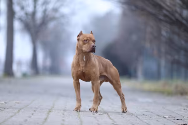 Pitbull em pé de corpo musculoso