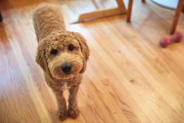 Poodle marrom dentro de casa
