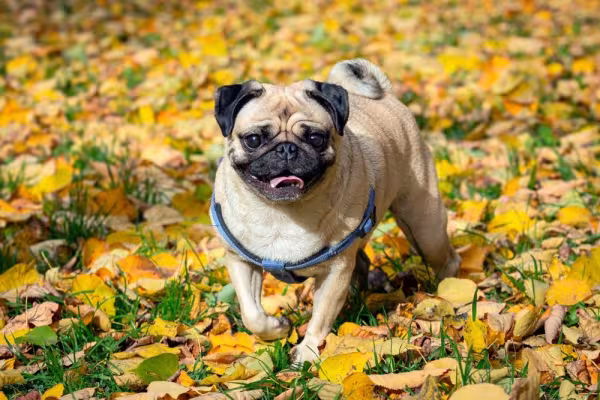 Pug de coleira no gramado cheio de folhas