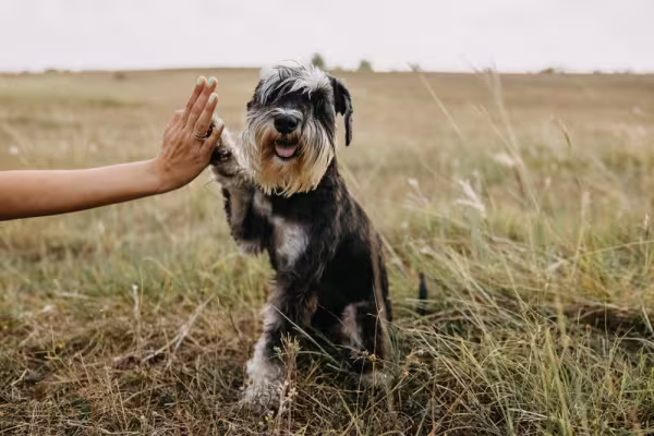 Schnauzer dando a pata para humano
