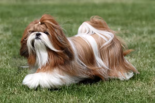 Shih Tzu peludo na grama