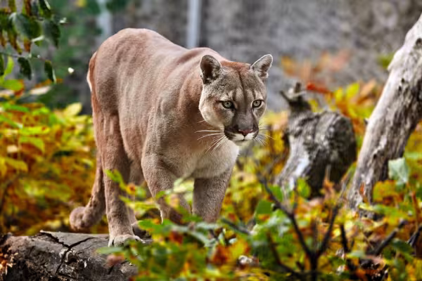Puma andando pela floresta
