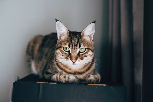 nomes para gatos rajados: pet deitado em cima de móvel